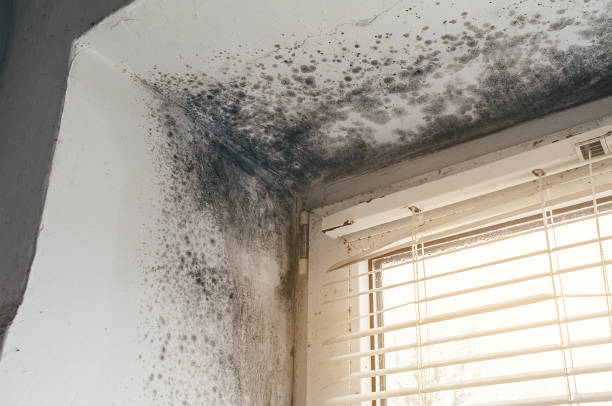 Affordable Mold Cleanup solutions in Wellington, CO
